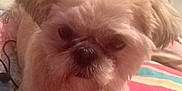 Princess is registered to the contest to win money with this photo: