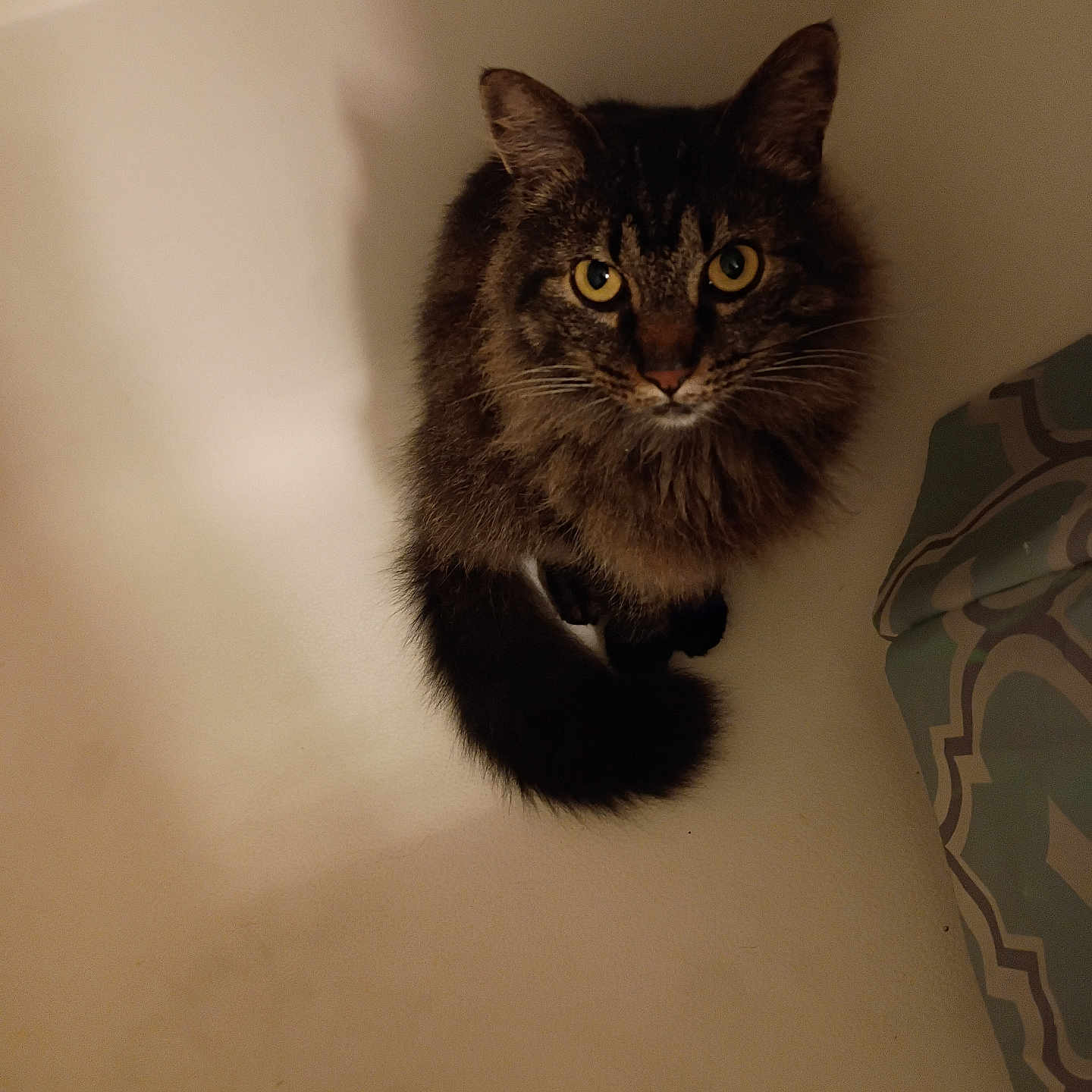 Noah joined the competition — help win amazing prizes! animal, cat, companion, curious, curled_tail, cute, domestic_animal, feline, fluffy, fur, indoor, looking_up, mammal, pet, resting, sitting, soft, tabby, whiskers, yellow_eyes