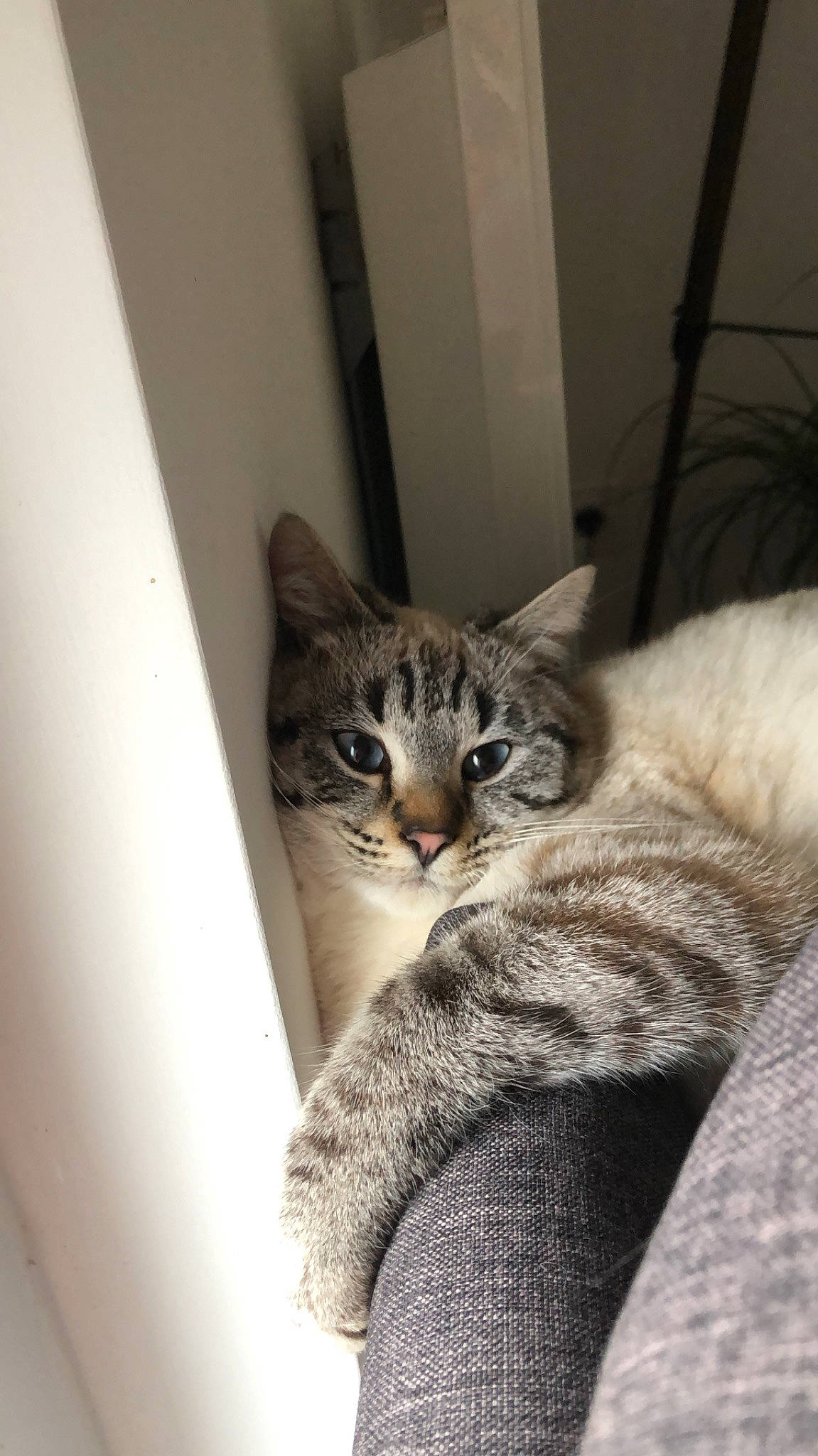 Mojo a rejoint le concours — aidez-le/la à gagner de superbes lots ! american_shorthair, asian, australian_mist, british_semi_longhair, carnivore, cat, domestic_short_haired_cat, dragon_li, egyptian_mau, european_shorthair, fawn, felidae, kitten, mammal, norwegian_forest_cat, pixie_bob, small_to_medium_sized_cats, tabby_cat, vertebrate, whiskers