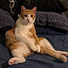 cat, ginger_cat, white_cat, pet, indoor, bed, pillows, blue_blanket, relaxed, sitting, curious, feline, whiskers, ears, paws, pink_nose, cozy, domestic, cute, animal