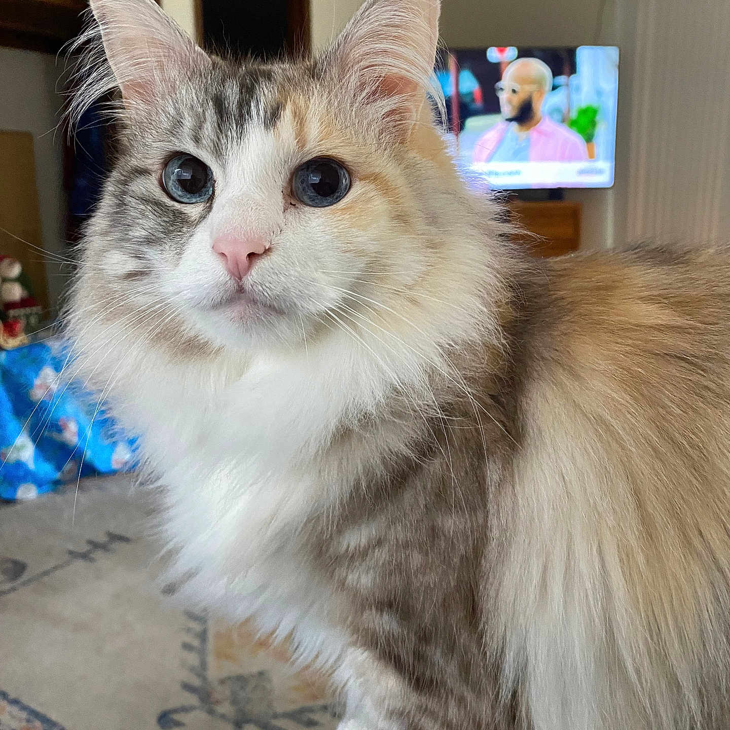 Annabelle is registered to the contest to win money with this photo: cat, fluffy, long_hair, indoor, curious, pet, animal, living_room, television, blurred_background, furniture, carpet, window, door, domestic, cute, whiskers, ears, pink_nose, eyes