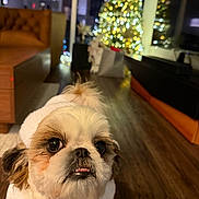 Goffy is registered to the contest to win money with this photo: dog, small_dog, fluffy, white_fur, brown_fur, pet, portrait, close_up, indoors, living_room, christmas_tree, holiday, festive, string_lights, wood_floor, sofa, furniture, red_leash, funny_expression, nighttime