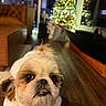 dog, small_dog, fluffy, white_fur, brown_fur, pet, portrait, close_up, indoors, living_room, christmas_tree, holiday, festive, string_lights, wood_floor, sofa, furniture, red_leash, funny_expression, nighttime