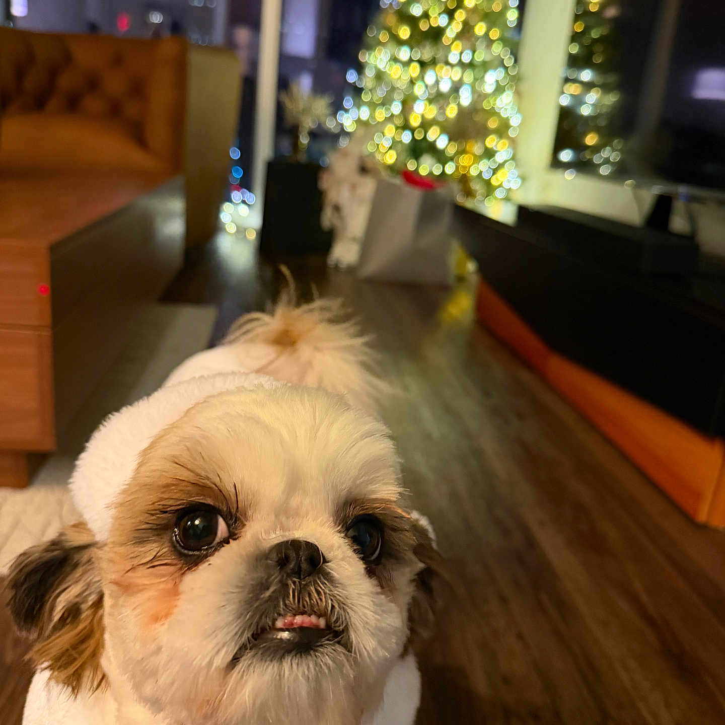 Goffy is registered to the contest to win money with this photo: dog, small_dog, fluffy, white_fur, brown_fur, pet, portrait, close_up, indoors, living_room, christmas_tree, holiday, festive, string_lights, wood_floor, sofa, furniture, red_leash, funny_expression, nighttime