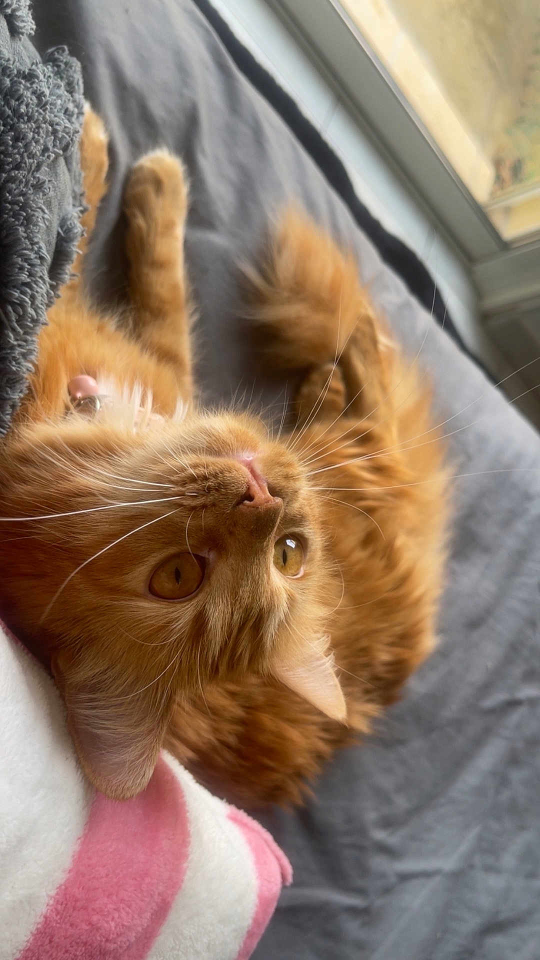 Tokyo participe au concours pour gagner de l'argent avec cette photo : cat, orange_cat, fluffy, whiskers, indoor, blanket, cozy, window, pet, feline, curious, relaxed, animal, cute, soft, domestic_cat, closeup, resting, sleepy, fur