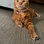 Tokyo participe au concours pour gagner de l'argent avec cette photo : cat, ginger_cat, pet, indoor, floor, wooden_floor, feline, relaxed, stretching, collar, bell, curious, paw, fur, whiskers, ears, home, couch, furniture, domestic_animal