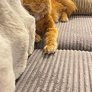 Tokyo a rejoint le concours — aidez-le/la à gagner de superbes lots ! cat, orange_tabby, feline, pet, indoor, couch, gray_couch, knit_pillow, blanket, relaxed, paw, fur, whiskers, ears, home, cozy, texture, furniture, domestic_animal, resting