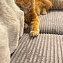 cat, orange_tabby, feline, pet, indoor, couch, gray_couch, knit_pillow, blanket, relaxed, paw, fur, whiskers, ears, home, cozy, texture, furniture, domestic_animal, resting