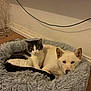 cat, dog, pet_bed, indoor, cozy, cuddling, fur, animal, companion, resting, floor, wall, cord, white_dog, tabby_cat, cute, relaxed, domestic_animal, friendship, soft