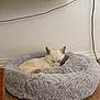 dog, pet_bed, sleeping, white_dog, fluffy_bed, wooden_floor, shelf, clock, game_controller, indoor, resting, cozy, quiet, domestic, calm, relaxation, home_interior, electronic_device, cord, wall