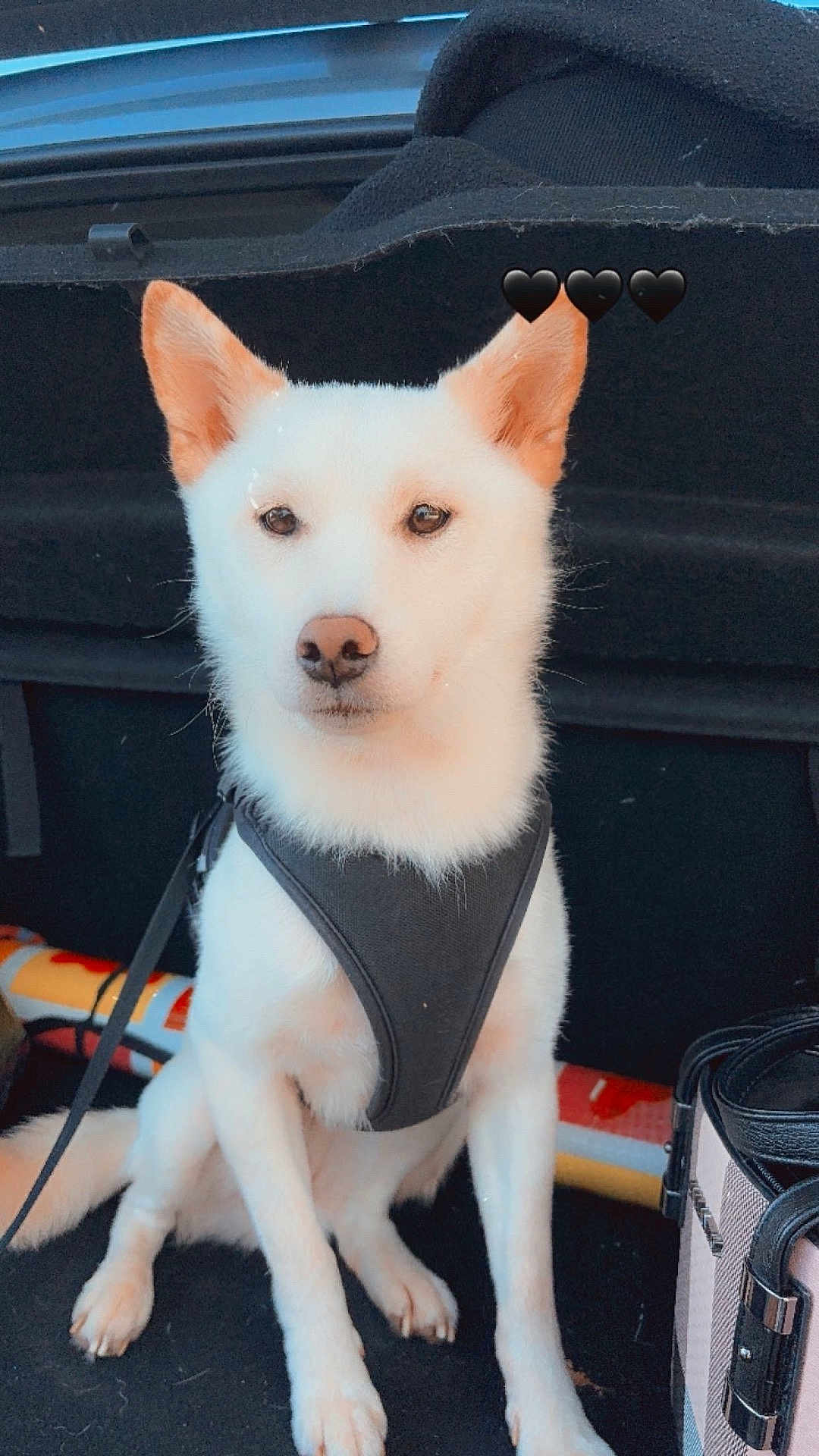 Dina