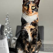 Tokyo participe au concours pour gagner de l'argent avec cette photo : cat, tortoiseshell_cat, pet, portrait, sitting, green_eyes, whiskers, indoor, table, chair, bokeh, fur, white_paws, close_up, curious, domestic_cat, calm, focused, home_interior, natural_light