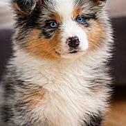 Arwen participe au concours pour gagner de l'argent avec cette photo : puppy, dog, australian_shepherd, blue_eyes, fluffy, fur, close_up, portrait, indoors, pet, nose, ears, whiskers, sitting, young, adorable, soft_light, tricolor, floor, couch_background