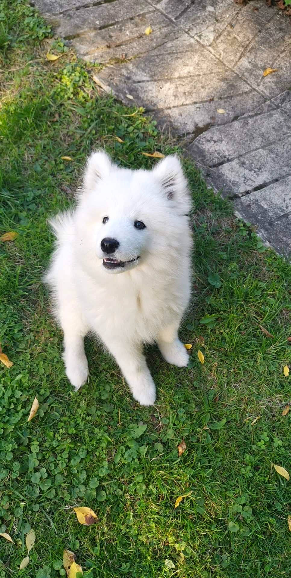 Tsuki participe au concours pour gagner de l'argent avec cette photo : american_eskimo_dog, canidae, carnivore, companion_dog, dog, dog_breed, fur, german_spitz, german_spitz_klein, german_spitz_mittel, grass, indian_spitz, japanese_spitz, plant, samoyed, spitz, sporting_group, volpino_italiano, working_animal, working_dog