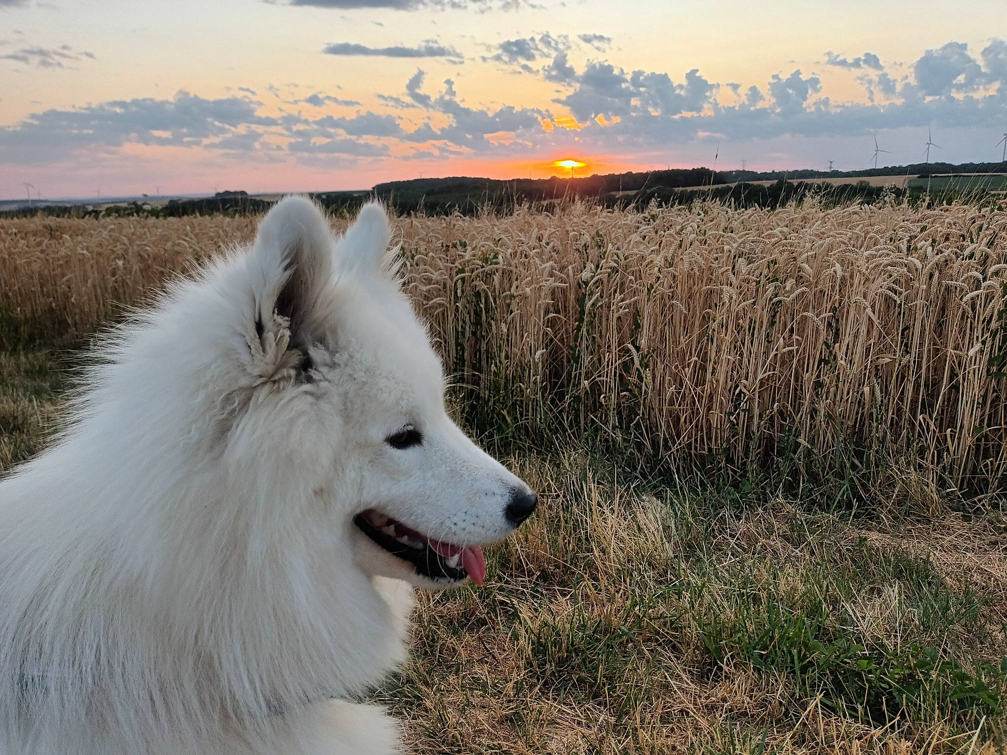 Tsuki a rejoint le concours — aidez-le/la à gagner de superbes lots ! canidae, carnivore, cloud, companion_dog, dog, dog_breed, german_spitz_klein, german_spitz_mittel, grass, grassland, indian_spitz, japanese_spitz, landscape, natural_landscape, plant, samoyed, sky, spitz, sporting_group, volpino_italiano
