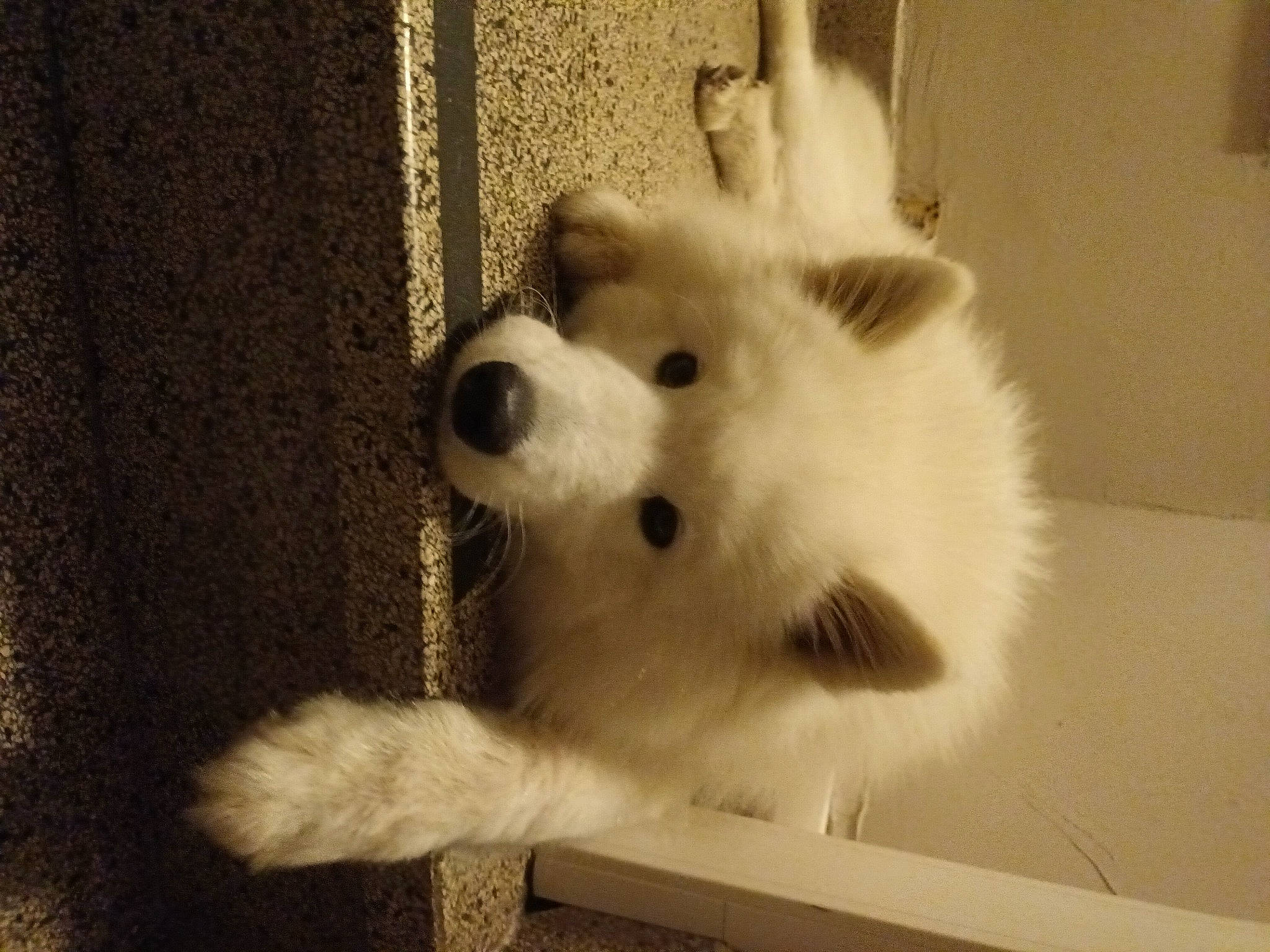 Tsuki a rejoint le concours — aidez-le/la à gagner de superbes lots ! american_eskimo_dog, canidae, carnivore, companion_dog, dog, dog_breed, fur, german_spitz, german_spitz_klein, german_spitz_mittel, indian_spitz, japanese_spitz, monochrome_photography, samoyed, snout, spitz, sporting_group, volpino_italiano, whiskers, working_animal