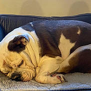 Coco joined the competition — help win amazing prizes! bulldog, dog, sleeping, dog_bed, indoor, pet, cozy, resting, brown_and_white, fur, animal, canine, blanket, comfortable, relaxed, paw, snout, ears, quiet, home