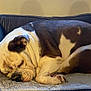 bulldog, dog, sleeping, dog_bed, indoor, pet, cozy, resting, brown_and_white, fur, animal, canine, blanket, comfortable, relaxed, paw, snout, ears, quiet, home