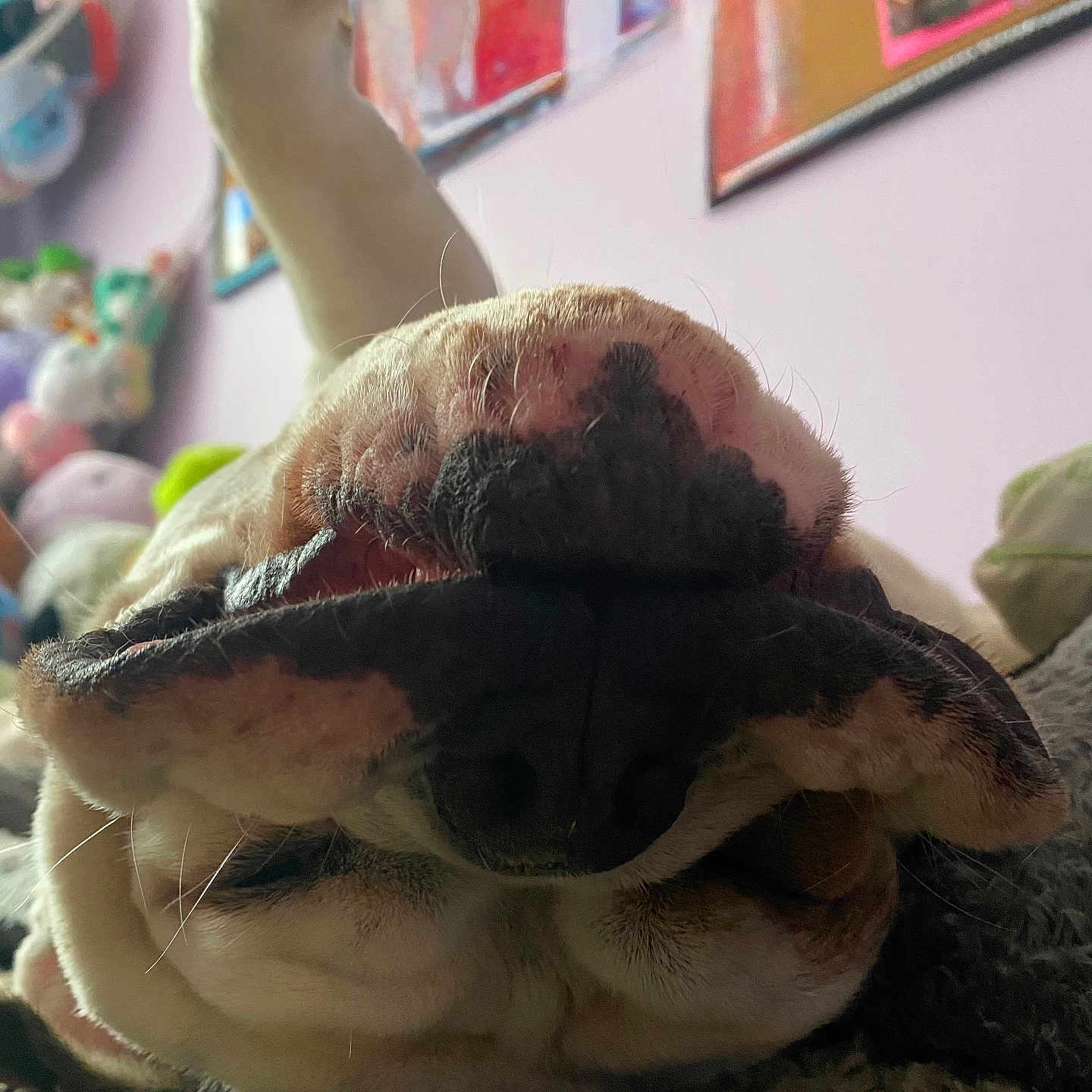 Coco joined the competition — help win amazing prizes! animal, background, carpet, close_up, cute, dog, domestic_animal, framed_pictures, furry, indoor, lying_down, mouth, nose, pet, purple_wall, relaxed, snout, soft_lighting, stuffed_toys, wrinkles