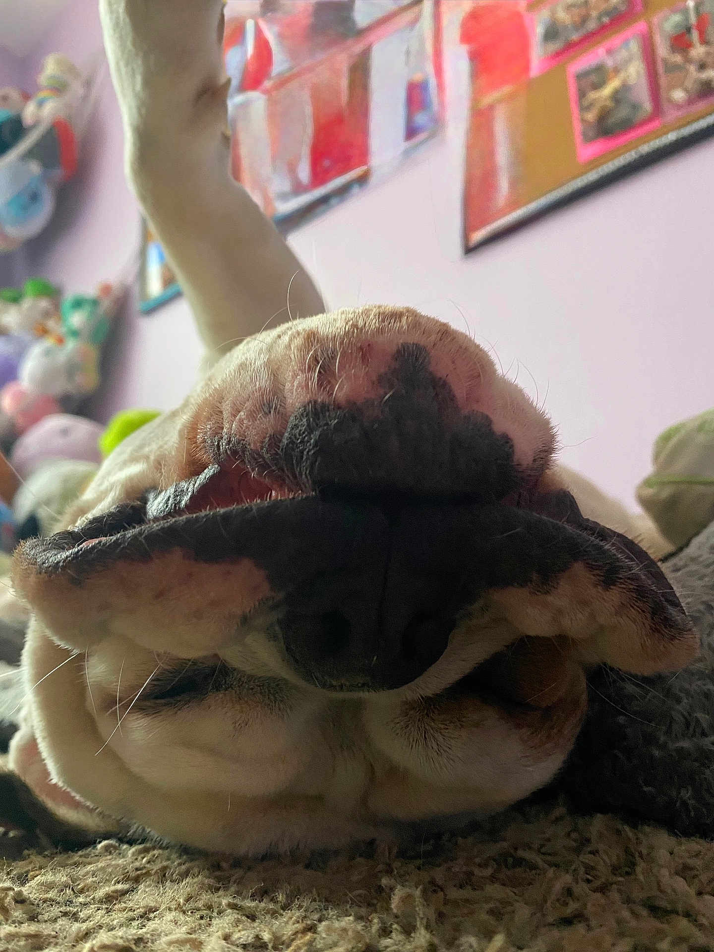 Coco joined the competition — help win amazing prizes! dog, snout, close_up, indoor, stuffed_toys, purple_wall, framed_pictures, carpet, pet, animal, wrinkles, nose, mouth, cute, relaxed, lying_down, furry, domestic_animal, background, soft_lighting