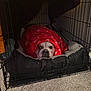 Coco joined the competition — help win amazing prizes! dog, bulldog, blanket, red_blanket, crate, pet_bed, indoor, carpet, cozy, festive, snowflake_pattern, animal, cute, resting, looking, face, snug, comfort, home, cage
