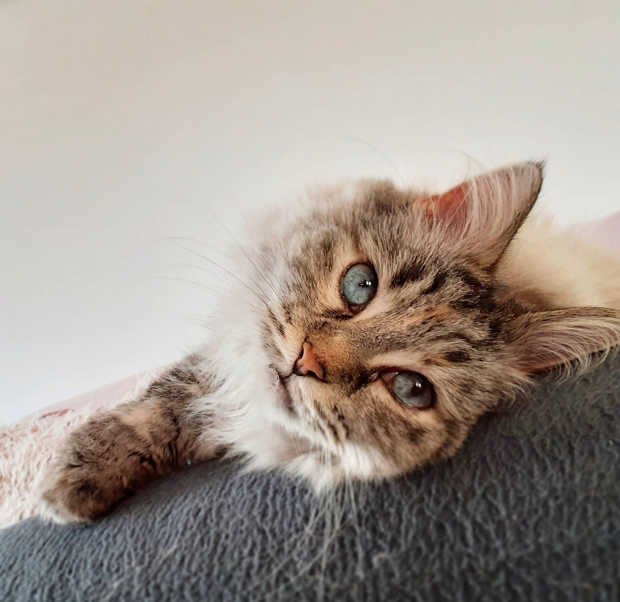 Billie a rejoint le concours — aidez-le/la à gagner de superbes lots ! carnivore, cat, claw, comfort, domestic_short_haired_cat, ear, felidae, fur, norwegian_forest_cat, paw, plant, small_to_medium_sized_cats, snout, tail, terrestrial_animal, whiskers