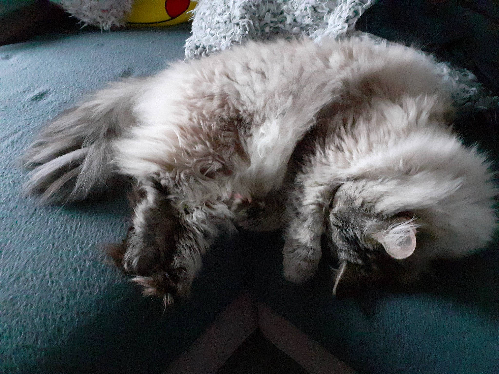 Billie a rejoint le concours — aidez-le/la à gagner de superbes lots ! british_longhair, carnivore, cat, claw, comfort, companion_dog, dog_breed, domestic_short_haired_cat, felidae, fur, nap, paw, sleep, small_to_medium_sized_cats, snout, tail, terrestrial_animal, whiskers