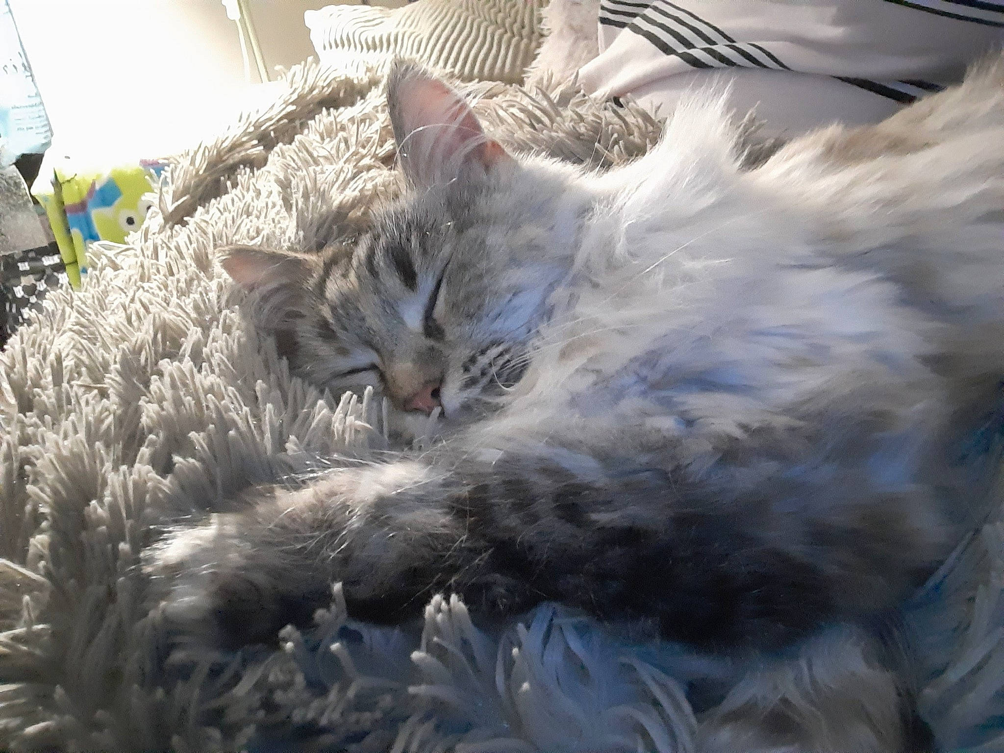 Billie participe au concours pour gagner de l'argent avec cette photo : carnivore, cat, claw, comfort, domestic_short_haired_cat, felidae, fur, grass, nap, plant, sleep, small_to_medium_sized_cats, snout, tail, terrestrial_animal, whiskers