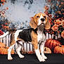 Alvin a rejoint le concours — aidez-le/la à gagner de superbes lots ! animal, autumn, background, beagle, black, brown, cute, decorative, dog, fall, fence, flowers, orange, pet, portrait, pumpkin, roses, standing, studio, white