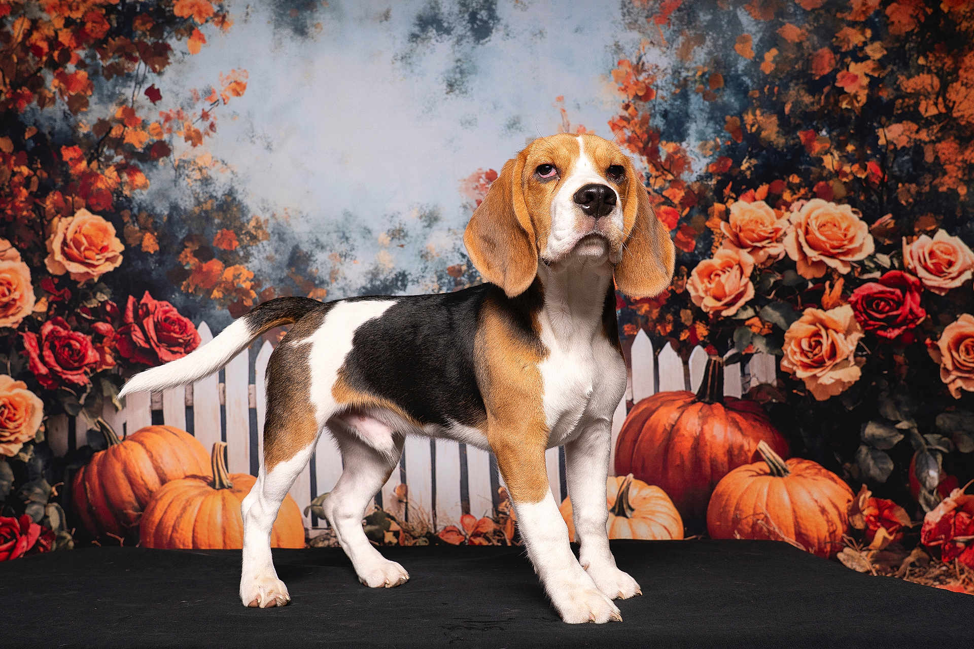 Alvin a rejoint le concours — aidez-le/la à gagner de superbes lots ! animal, autumn, background, beagle, black, brown, cute, decorative, dog, fall, fence, flowers, orange, pet, portrait, pumpkin, roses, standing, studio, white