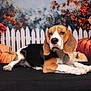 Alvin a rejoint le concours — aidez-le/la à gagner de superbes lots ! animal, autumn, background, beagle, black_surface, calm, cute, decor, dog, fall, flowers, indoor, lying_down, mammal, pet, portrait, pumpkin, roses, studio, white_picket_fence