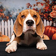 Alvin a rejoint le concours — aidez-le/la à gagner de superbes lots ! animal, autumn, background, beagle, black_surface, brown, decor, dog, ears, expression, fall, flowers, indoor, lying_down, orange, pet, picket_fence, portrait, pumpkin, white
