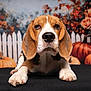 animal, autumn, background, beagle, black_surface, brown, decor, dog, ears, expression, fall, flowers, indoor, lying_down, orange, pet, picket_fence, portrait, pumpkin, white