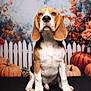 animal, autumn, background, beagle, black_surface, cute, decor, dog, ears, expression, fall_foliage, indoor, pet, portrait, pumpkin, puppy, seasonal, sitting, studio, white_picket_fence