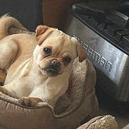 Mango joined the competition — help win amazing prizes! dog, pet_bed, small_dog, curious, indoor, cozy, animal, mammal, light_brown_fur, canine, resting, domestic_animal, fur, bed, appliance, home, kitchen, cute, looking, expression