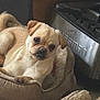 dog, pet_bed, small_dog, curious, indoor, cozy, animal, mammal, light_brown_fur, canine, resting, domestic_animal, fur, bed, appliance, home, kitchen, cute, looking, expression