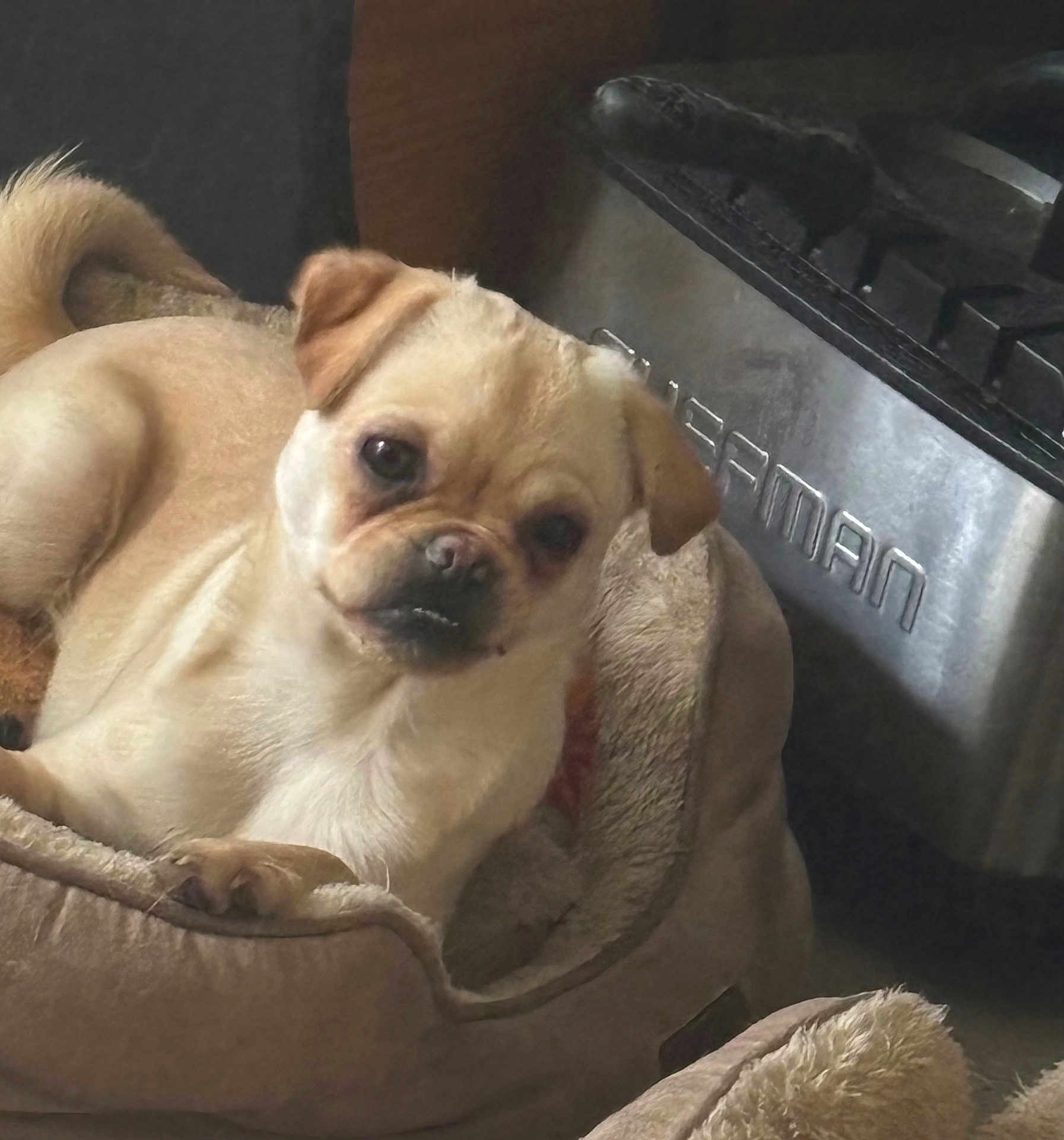 Mango joined the competition — help win amazing prizes! dog, pet_bed, small_dog, curious, indoor, cozy, animal, mammal, light_brown_fur, canine, resting, domestic_animal, fur, bed, appliance, home, kitchen, cute, looking, expression