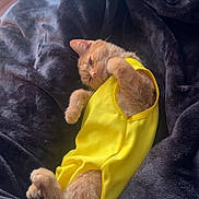 Stinkerbell is registered to the contest to win money with this photo: animal, black_blanket, blanket, cat, clothing, cozy, cute, ears, funny, fur, indoors, lying_down, orange_cat, paws, pet, portrait, relaxed, sleepy, whiskers, yellow_outfit