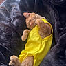 animal, black_blanket, blanket, cat, clothing, cozy, cute, ears, funny, fur, indoors, lying_down, orange_cat, paws, pet, portrait, relaxed, sleepy, whiskers, yellow_outfit
