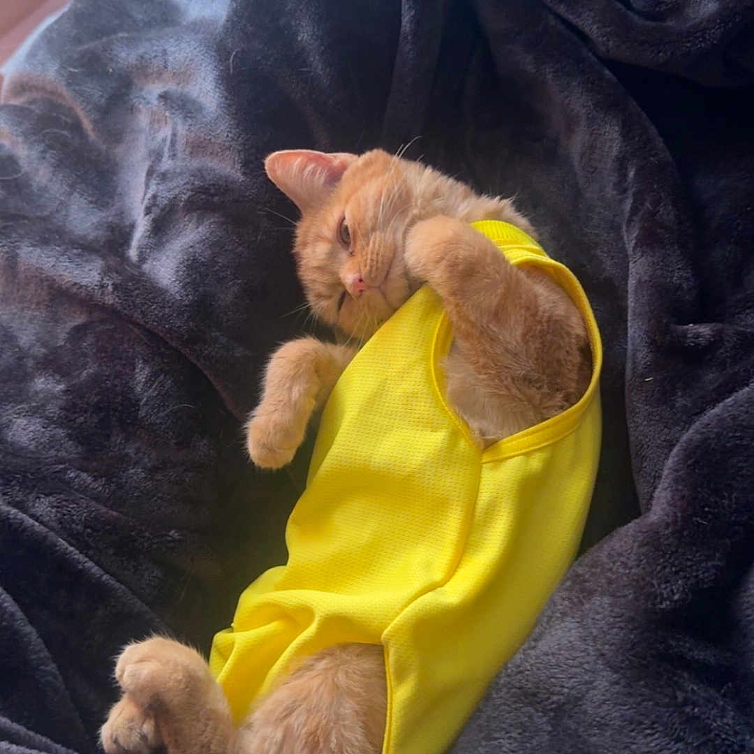 Stinkerbell is registered to the contest to win money with this photo: animal, black_blanket, blanket, cat, clothing, cozy, cute, ears, funny, fur, indoors, lying_down, orange_cat, paws, pet, portrait, relaxed, sleepy, whiskers, yellow_outfit