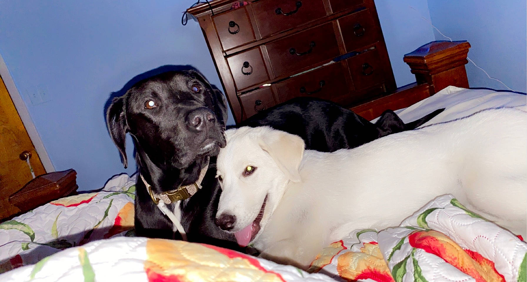 Minnie joined the competition — help win amazing prizes! cabinetry, carnivore, chest, chest_of_drawers, collar, comfort, companion_dog, cupboard, dog, dog_breed, dog_collar, dog_supply, drawer, dresser, fawn, pet_supply, snout, sporting_group, wood, working_animal