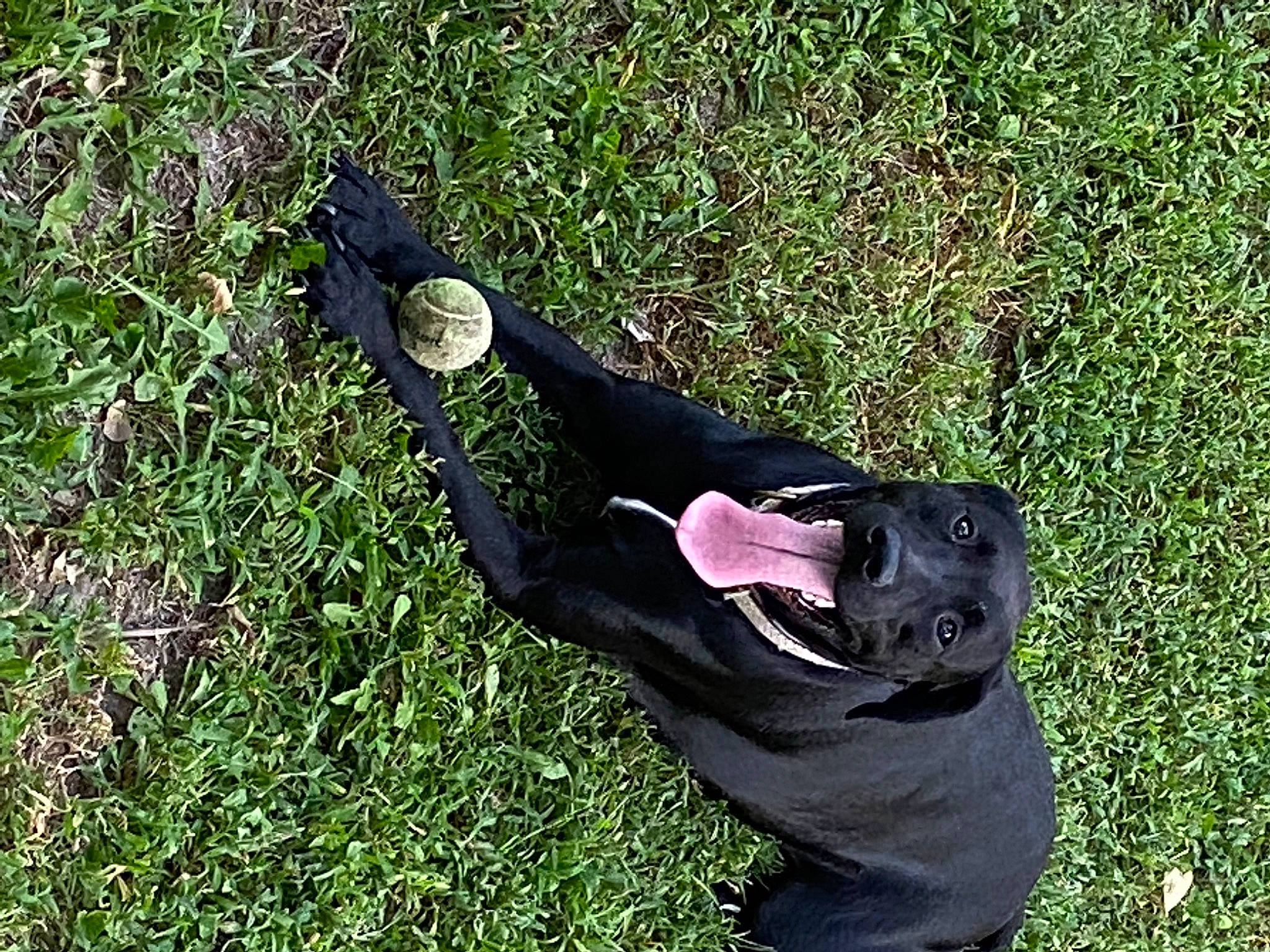 Minnie is registered to the contest to win money with this photo: borador, canidae, carnivore, companion_dog, dog, dog_breed, grass, groundcover, plant, sporting_group, suit, tail, terrestrial_animal, working_animal