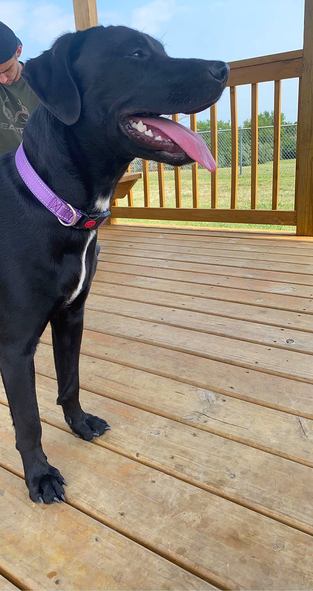 Minnie joined the competition — help win amazing prizes! canidae, carnivore, collar, companion_dog, dog, dog_breed, dog_collar, dog_supply, fawn, flooring, hardwood, liver, pet_supply, plank, sky, snout, sporting_group, wood, wood_stain, working_animal