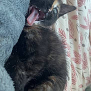 Nala participe au concours pour gagner de l'argent avec cette photo : kitten, cat, tortoiseshell, tongue_out, yawning, fur, pet, cute, sleepy, blanket, bed, indoor, animal, whiskers, ears, feline, close_up, cozy, resting, soft
