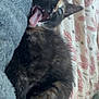 kitten, cat, tortoiseshell, tongue_out, yawning, fur, pet, cute, sleepy, blanket, bed, indoor, animal, whiskers, ears, feline, close_up, cozy, resting, soft