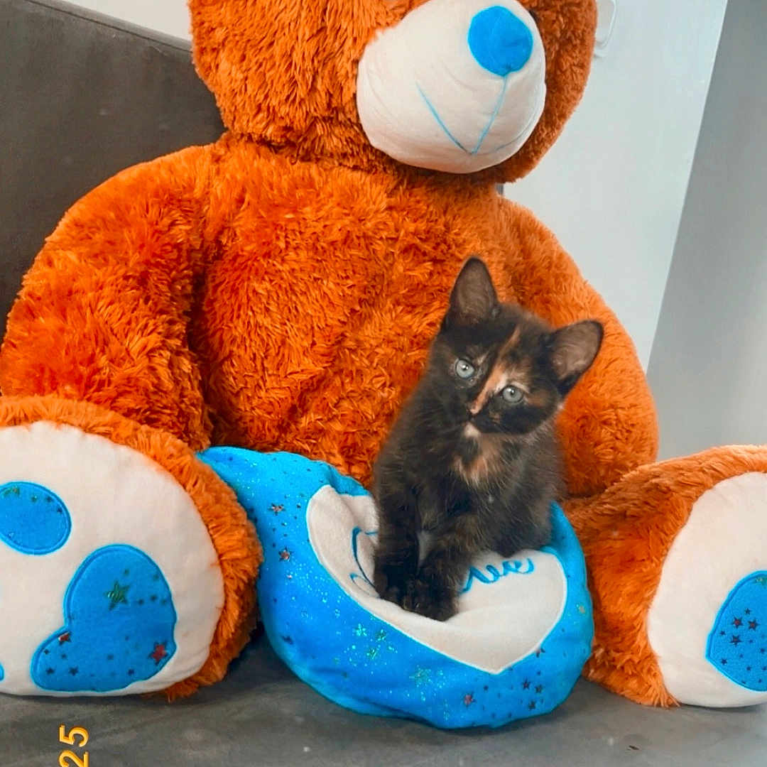 Nala a rejoint le concours — aidez-le/la à gagner de superbes lots ! animal, blue, cat, cozy, cushion, cute, floor, furry, heart_shape, indoor, kitten, orange, pet, plush, sitting, small, soft, stuffed_animal, teddy_bear, toy