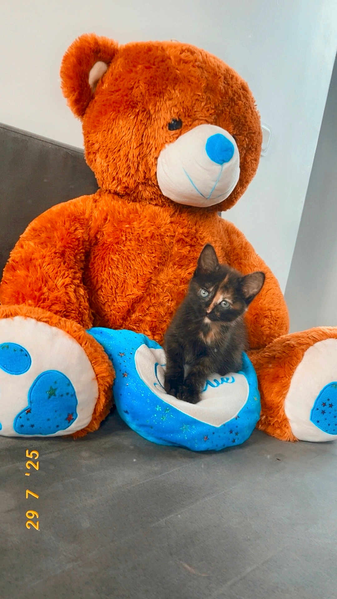 Nala a rejoint le concours — aidez-le/la à gagner de superbes lots ! kitten, cat, teddy_bear, plush, stuffed_animal, cushion, blue, orange, heart_shape, floor, indoor, pet, cute, small, furry, animal, cozy, toy, sitting, soft