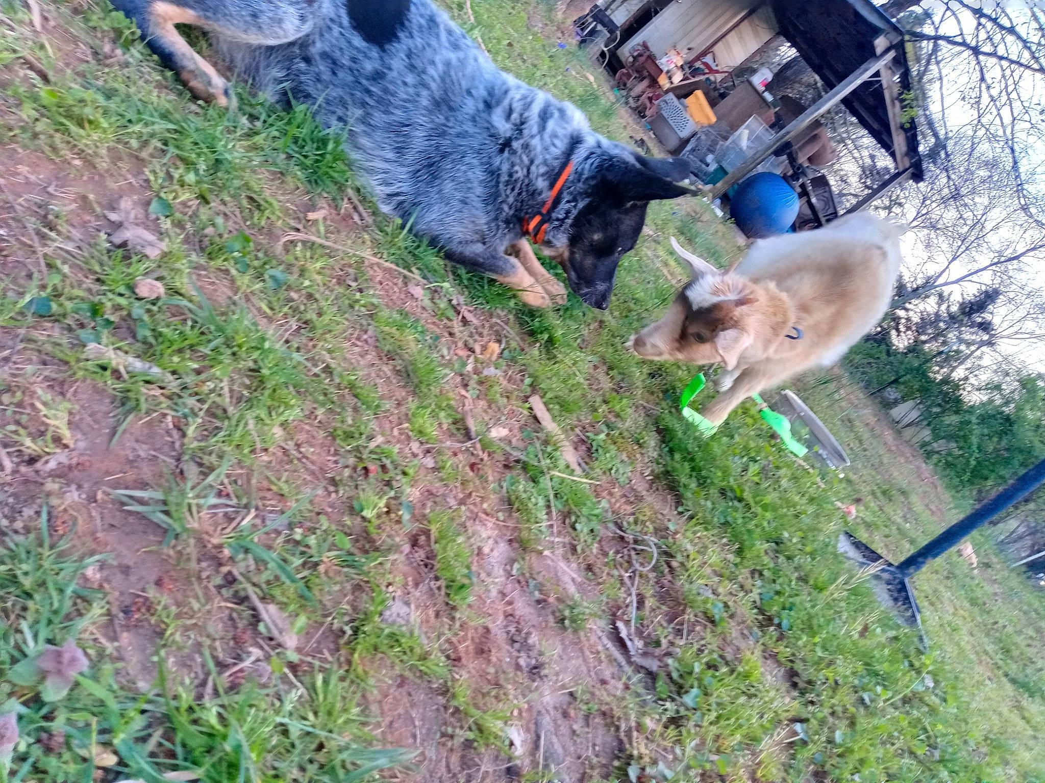 Nala joined the competition — help win amazing prizes! canidae, carnivore, collar, companion_dog, dog, dog_breed, fawn, grass, groundcover, plant, slope, soil, sporting_group, tail, tree, working_animal, working_dog