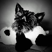 Vanille a rejoint le concours — aidez-le/la à gagner de superbes lots ! animal, black_and_white, close_up, cute, dog, dramatic_lighting, ears, eyes, fluffy, fur, indoor, lying_down, monochrome, muzzle, nose, pet, portrait, puppy, schnauzer, small_dog