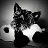 animal, black_and_white, close_up, cute, dog, dramatic_lighting, ears, eyes, fluffy, fur, indoor, lying_down, monochrome, muzzle, nose, pet, portrait, puppy, schnauzer, small_dog